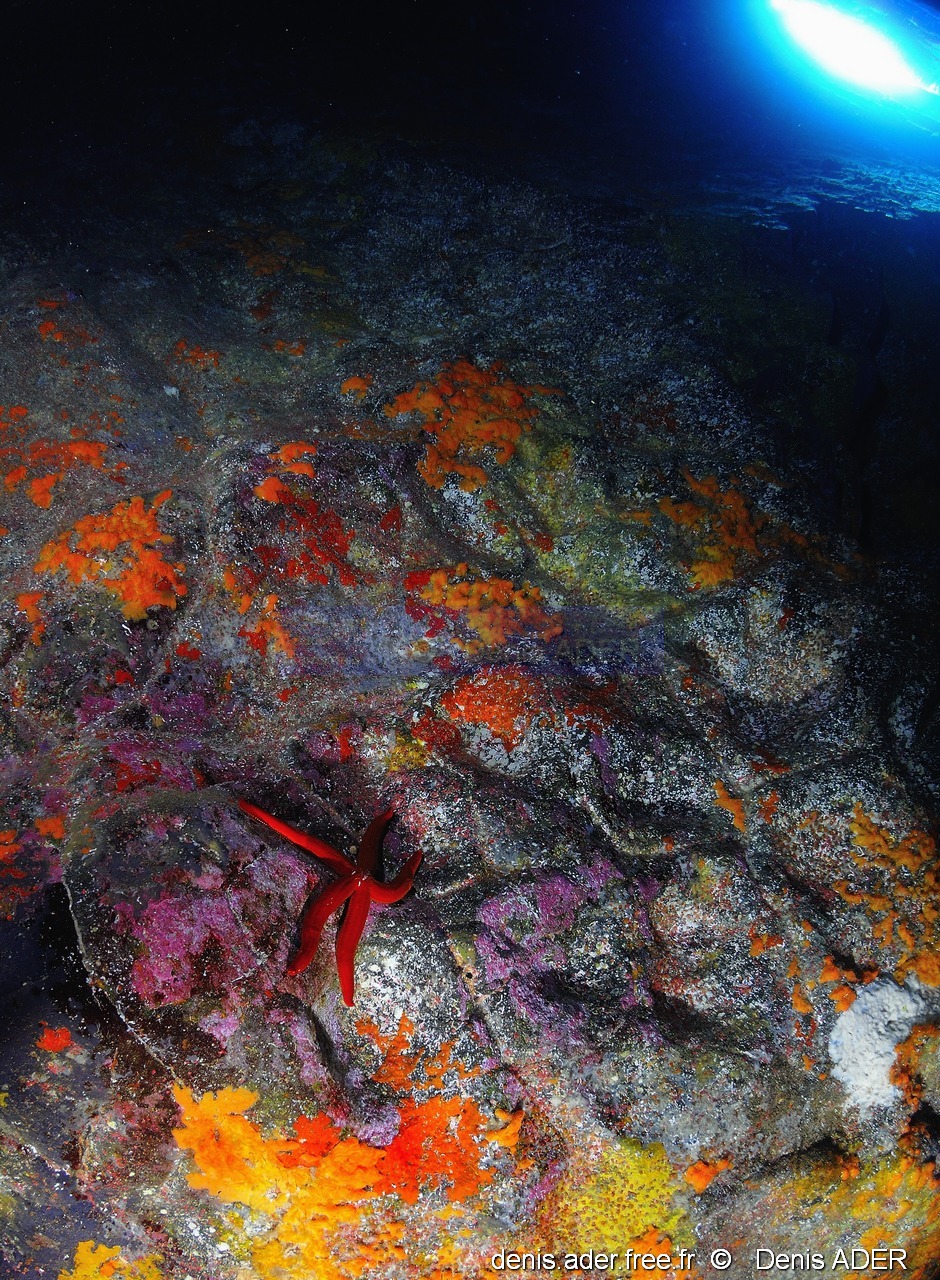 Ophidiaster ophidianus-Ambiance grotte Acores Maria Grotte bleue-14m-20170819-Denis-ADER-DSC_9425_tn_tn.jpg